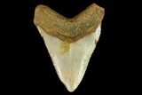 Fossil Megalodon Tooth - North Carolina #124972-2